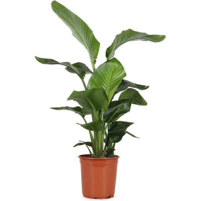 AH Strelitzia nicolai paradijsvogelplant l