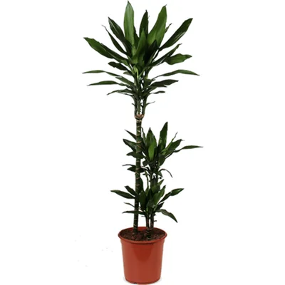 AH Dracaena janet lind drakenbloedboom l