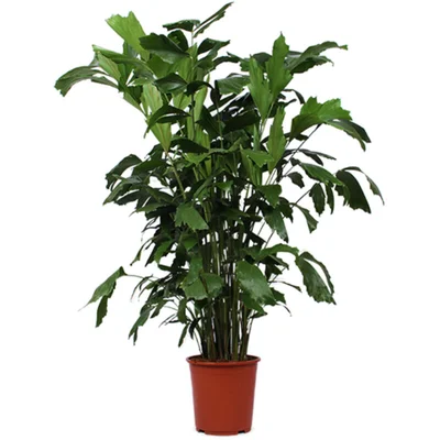 AH Caryota mitis vissenstaartpalm xl