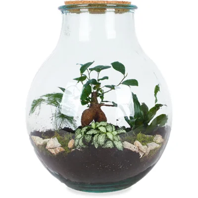 AH Terrarium boris l diy