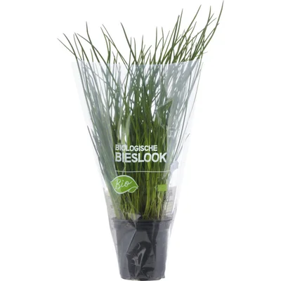 AH Biologisch Bieslook pot