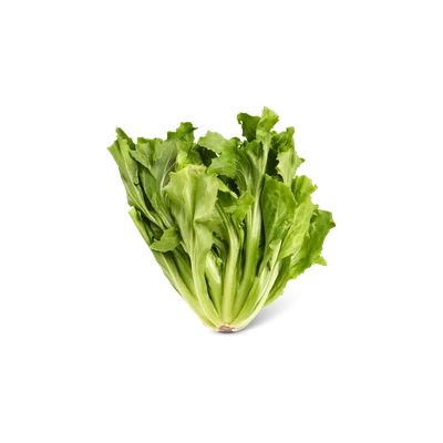 Andijvie