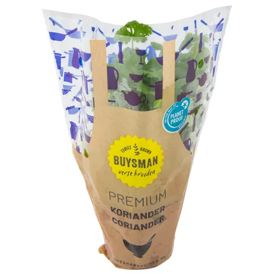 Koriander grote pot