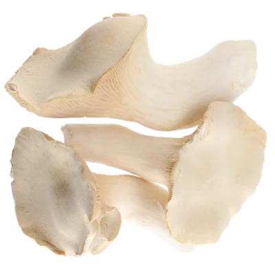 Bio koningsoesterzwam