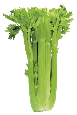 PLUS Bleekselderij
