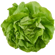 Kropsla